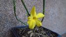 1 ian. 2022 - Iasomie de iarna (Jasminum nudiflorum)