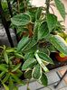 2022.01.03-Hoya macrophylla