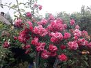 EXCELSA