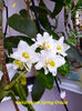Dendrobium Spring Dream(7-01-2022)