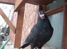 SAM_7430
