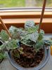 xAchimenantha