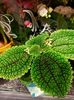 Img.2022.01.20 - pilea