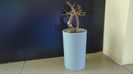 Portulacaria afra