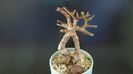 Portulacaria afra