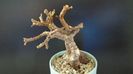Portulacaria afra