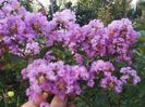 lagerstroemia mov 20sem-5lei