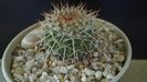 Mammillaria karwinskiana