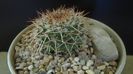 Mammillaria karwinskiana