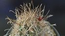 Sclerocactus (Ancistrocactus) scheeri (-12 C)