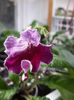 Streptocarpus din semințe