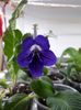 Streptocarpus din semințe