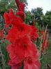 Gladiola