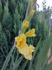 Gladiole