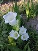 Campanula