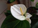 Anthurium alb
