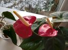 Anthurium roșu