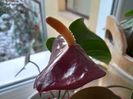 Anthurium negru