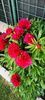 IMG-20210515-WA0022