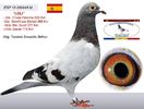 Spania -Fata