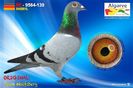 DE21-9564-139_pigeon_2018