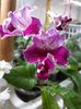 Streptocarpus din semințe