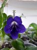 Streptocarpus din semințe