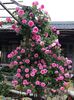 Gertrude Jekyll (urcator) 80
