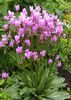 Dodecatheon red wing