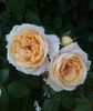 Lions Rose