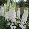 Delpinium cultorum Giants Galahad,planta este otravitoare