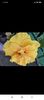 Screenshot_2021-10-22-11-31-01-994_com.facebook.orca