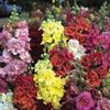 antirrhinum-majus-double-madame-butterfly-f1-