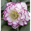 helleborus-orientallis-double-ellen-picotee--500x500