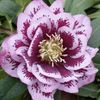 Helleborus-orientallis-Double-Ellen-Pink-Spotted-500x500