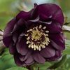 Helleborus-orientallis-Double-Ellen-Purple