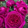 Fur elise floribunda-Kordes