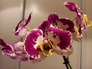 05.02.2022, Phalaenopsis Bellicose