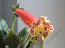 Kohleria Boomerang