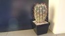 Sclerocactus uncinatus ssp. crassihamatus v. mathssonii (-12C)