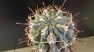 Sclerocactus uncinatus ssp. crassihamatus v. mathssonii (-12C)