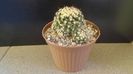 Mammillaria voburnensis ssp. eichlamii, Honduras si Chiapas, Mx.
