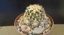 Mammillaria voburnensis ssp. eichlamii, Honduras si Chiapas, Mx.