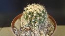 Mammillaria voburnensis ssp. eichlamii, Honduras si Chiapas, Mx.