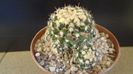 Mammillaria voburnensis ssp. eichlamii, Honduras si Chiapas, Mx.