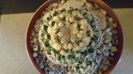 Mammillaria voburnensis ssp. eichlamii, Honduras si Chiapas, Mx.
