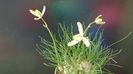 Albuca polyphylla “Augrabies Hills”, Africa de Sud