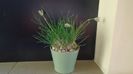 28 ian. 2022 -  Albuca polyphylla “Augrabies Hills”