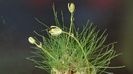 28 ian. 2022 -  Albuca polyphylla “Augrabies Hills”