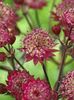 Astrantia-Star-of-Love